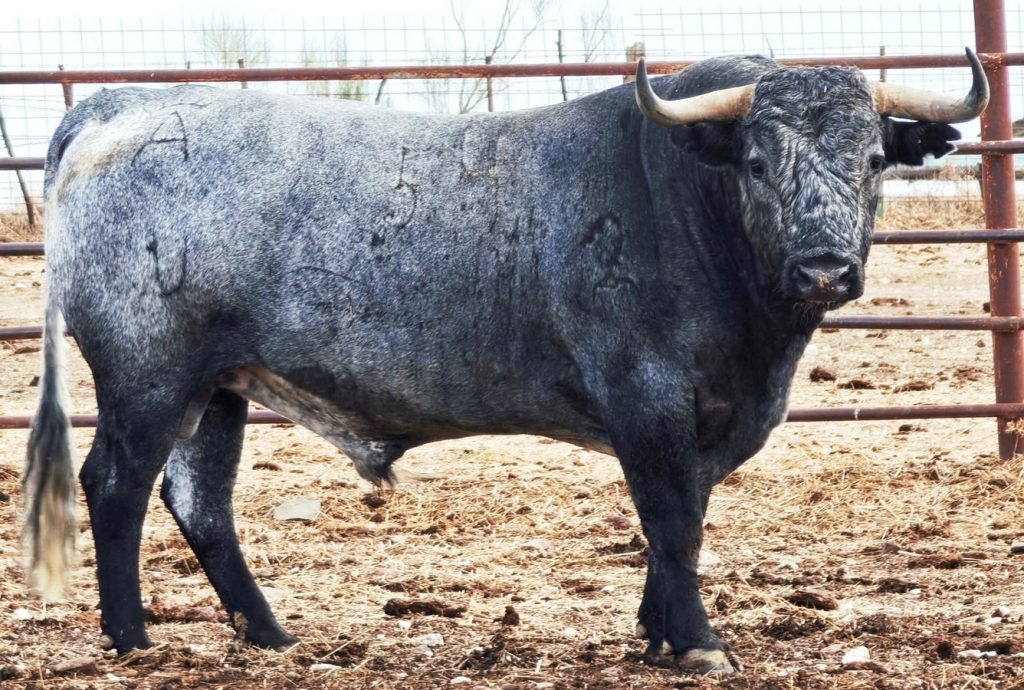 Seis espectaculares 'Victorinos' para la gesta de Ventura en Jaén