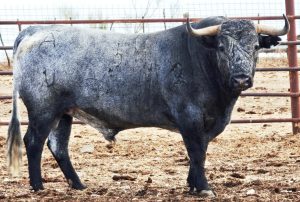 Seis espectaculares 'Victorinos' para la gesta de Ventura en Jaén